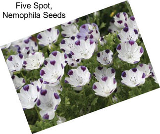 Five Spot, Nemophila Seeds