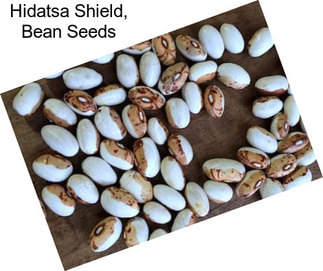 Hidatsa Shield, Bean Seeds