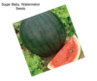 Sugar Baby, Watermelon Seeds