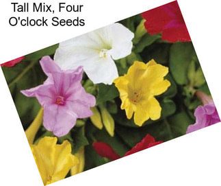 Tall Mix, Four O\'clock Seeds