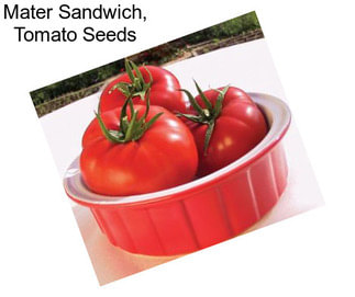 Mater Sandwich, Tomato Seeds