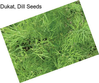 Dukat, Dill Seeds