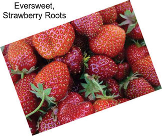 Eversweet, Strawberry Roots