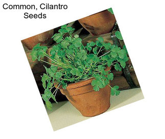 Common, Cilantro Seeds