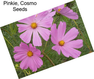 Pinkie, Cosmo Seeds