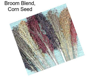 Broom Blend, Corn Seed