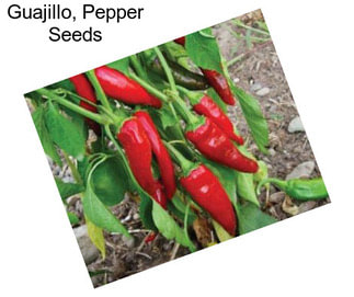 Guajillo, Pepper Seeds