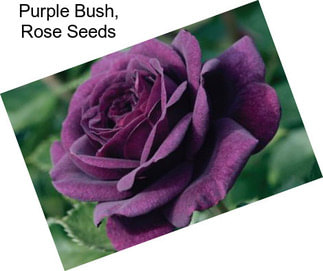 Purple Bush, Rose Seeds