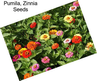 Pumila, Zinnia Seeds