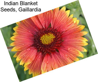 Indian Blanket Seeds, Gaillardia