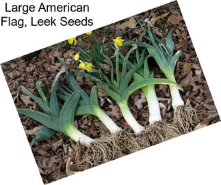 Large American Flag, Leek Seeds