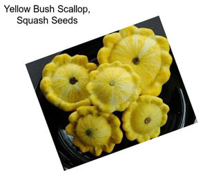 Yellow Bush Scallop, Squash Seeds