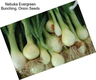 Nebuka Evergreen Bunching, Onion Seeds