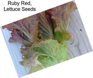 Ruby Red, Lettuce Seeds