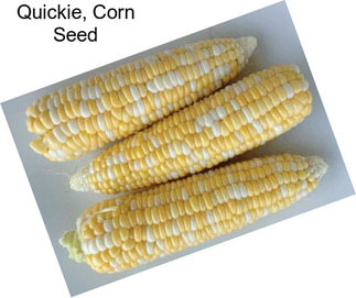 Quickie, Corn Seed