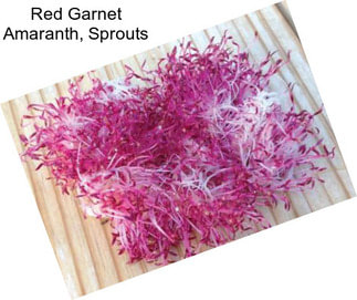 Red Garnet Amaranth, Sprouts