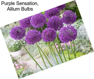 Purple Sensation, Allium Bulbs