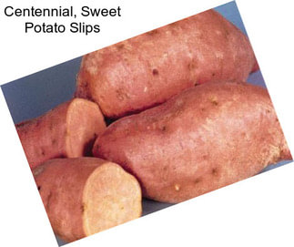 Centennial, Sweet Potato Slips