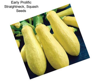 Early Prolific Straightneck, Squash Seeds