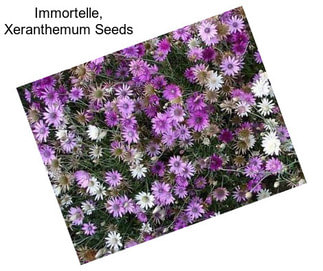 Immortelle, Xeranthemum Seeds