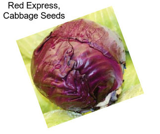 Red Express, Cabbage Seeds