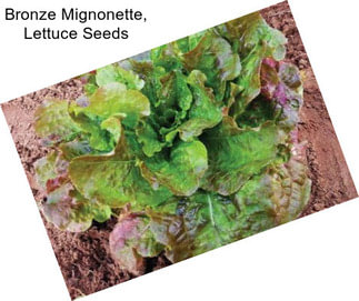 Bronze Mignonette, Lettuce Seeds