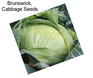 Brunswick, Cabbage Seeds