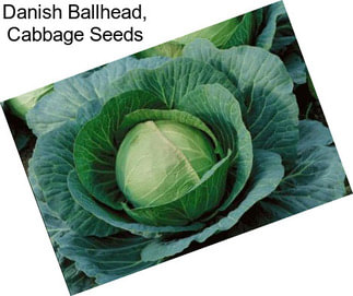 Danish Ballhead, Cabbage Seeds