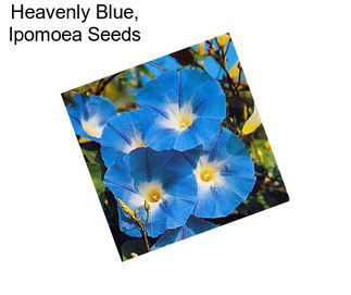 Heavenly Blue, Ipomoea Seeds