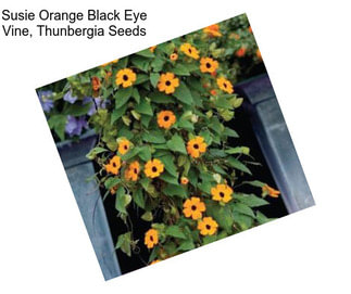Susie Orange Black Eye Vine, Thunbergia Seeds