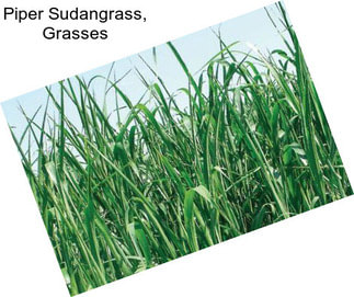 Piper Sudangrass, Grasses