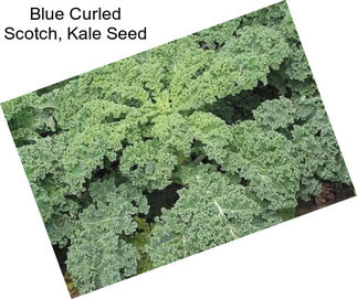 Blue Curled Scotch, Kale Seed