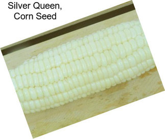 Silver Queen, Corn Seed