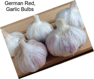 German Red, Garlic Bulbs