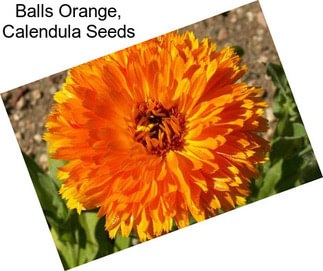 Balls Orange, Calendula Seeds