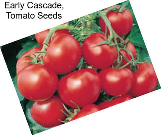 Early Cascade, Tomato Seeds