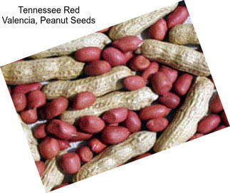 Tennessee Red Valencia, Peanut Seeds