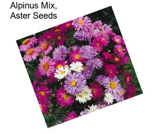 Alpinus Mix, Aster Seeds