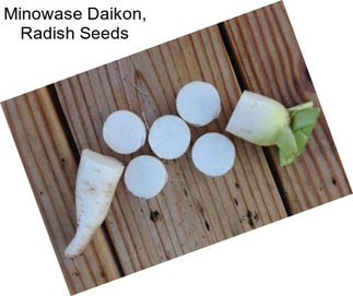 Minowase Daikon, Radish Seeds