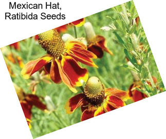 Mexican Hat, Ratibida Seeds
