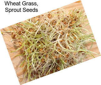 Wheat Grass, Sprout Seeds