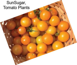 SunSugar, Tomato Plants