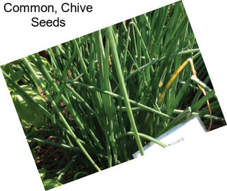 Common, Chive Seeds