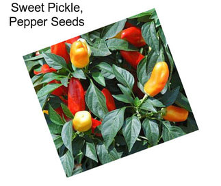 Sweet Pickle, Pepper Seeds