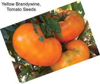 Yellow Brandywine, Tomato Seeds