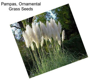 Pampas, Ornamental Grass Seeds