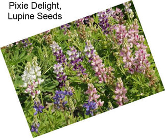 Pixie Delight, Lupine Seeds