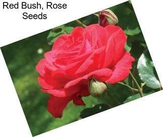 Red Bush, Rose Seeds