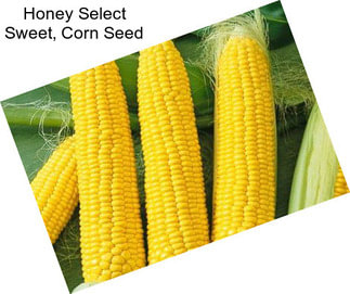 Honey Select Sweet, Corn Seed