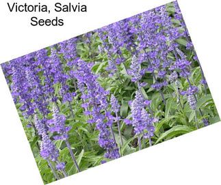 Victoria, Salvia Seeds